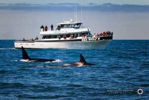 Whale watching, spotting two killer whales