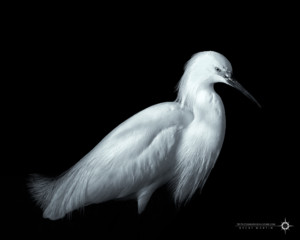 Little Egret in the Shadows