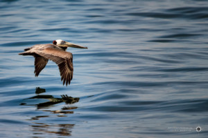 Brown Pelican Skimming the Surface