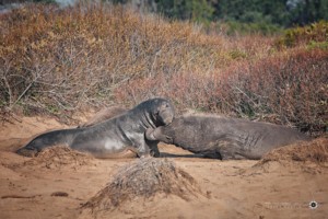 Elephant Seal Fight