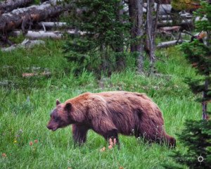 Bear Jam in Yellowstone caused by a Black Bear