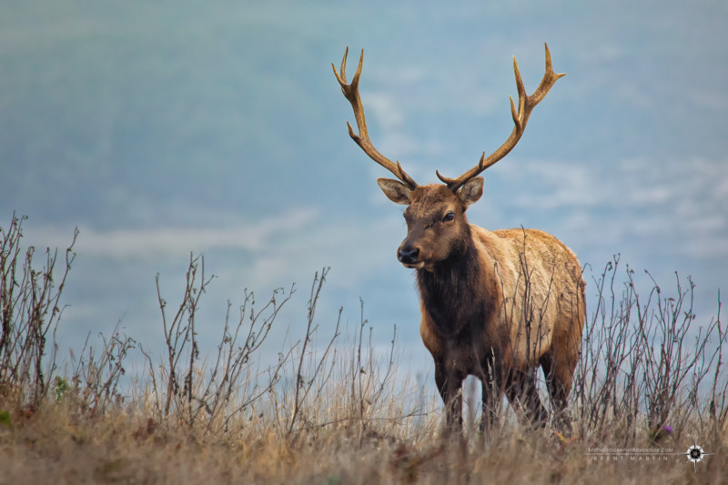 Tule Elk Rut - Future King