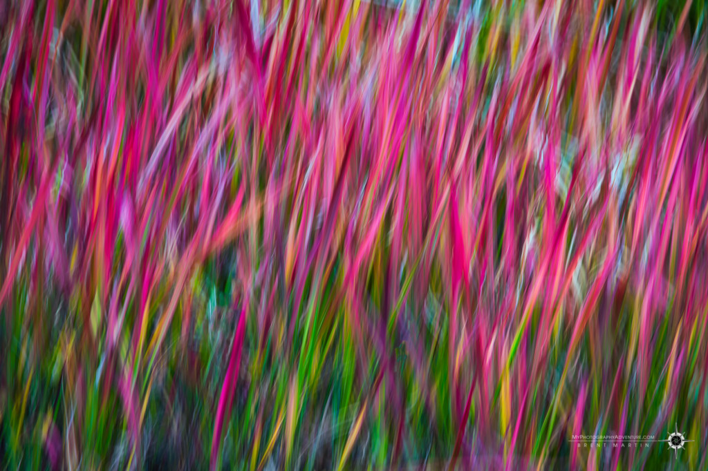 Panning blur - Grass Abstract