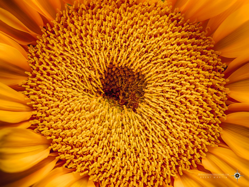 Sunflower Photography