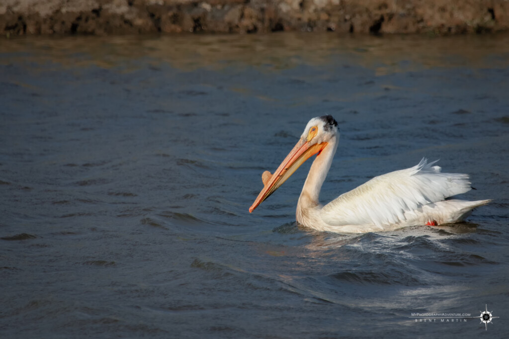 American White Pelican floating along in the Yolo Bypass Wildlife Area