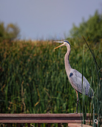 Great blue heron in the Yolo Bypass Wildlife Area.