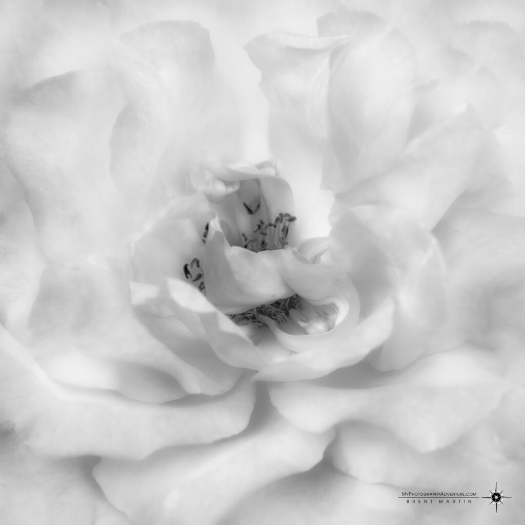 Inspired Rose in Black and White