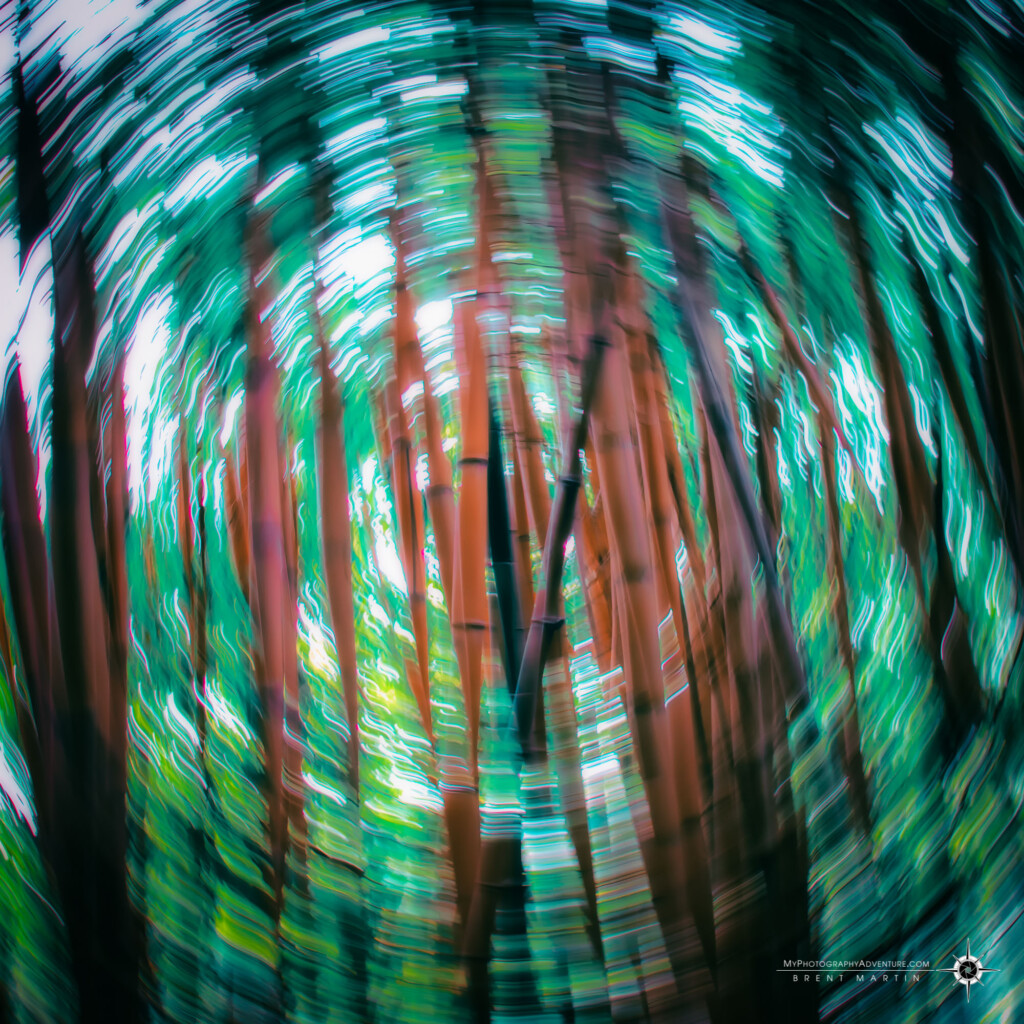 Rotational blur of bamboo forest