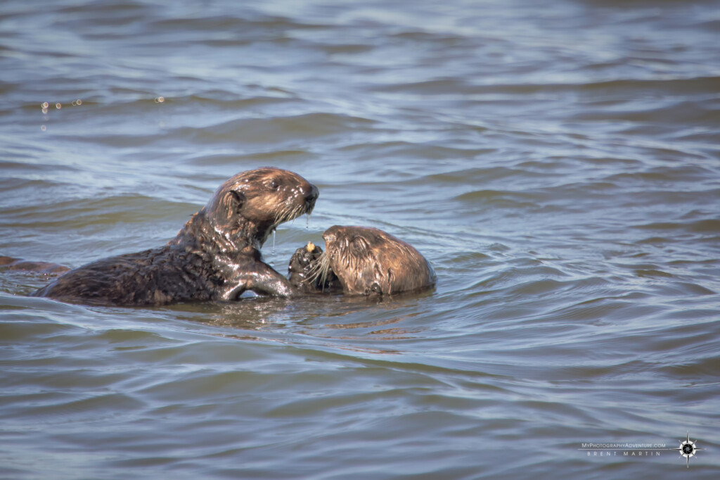 Sea otter mother and pup sharing a meal