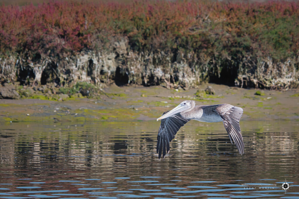 Brown pelican skimming along the water in Elkhorn Slough, Moss Landing, California.