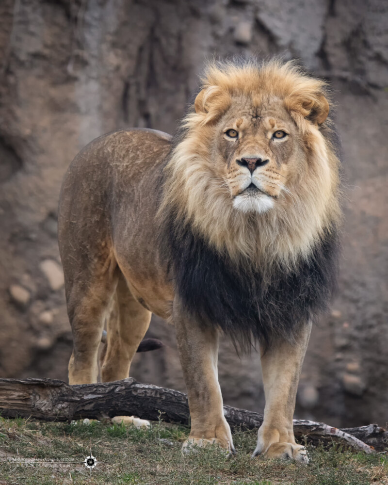 Top Image #1 - Male lion - Confidence - Taken at the Hogle Zoo, Salt Lake City
