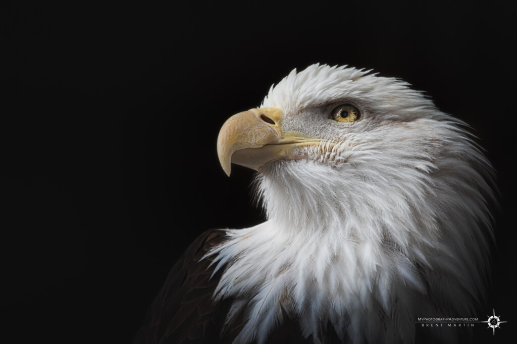 Top Image #3 - Eagle Eye Intensity. A bald eagle portrait.